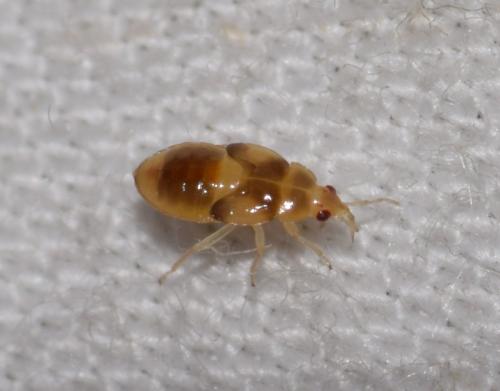 Orius vicinus